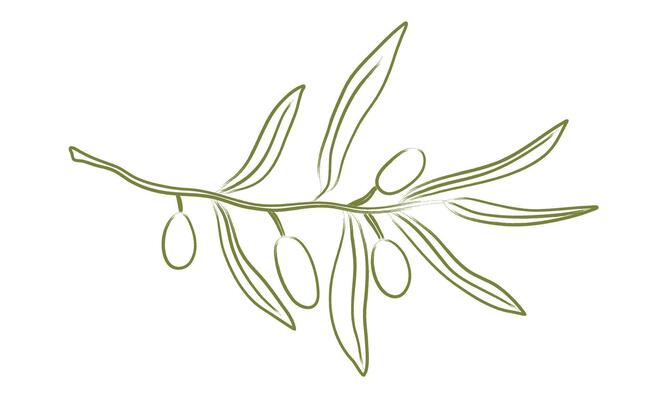 Hand drawn olive tree branch. Minimal pencil brush for sketch, ink art, menu, tattoo, poster. Chalk charcoal olives. Isolated doodle illustration.