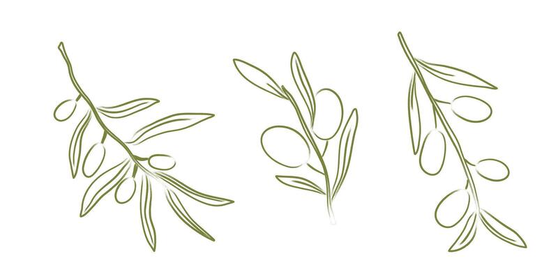 Hand drawn olive tree branch set. Chalk charcoal olives. Minimal pencil brush for sketch, menu, tattoo, poster, ink art. Isolated doodle illustration.
