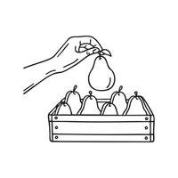hand reaching for a pear in a grocery store vector
