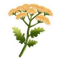 Yarrow Flower illustration png
