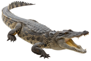 feroz cocodrilo con agudo dientes y escamoso piel aislado en el transparente fondo, salvaje reptil depredador png