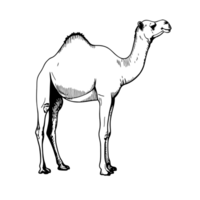 camel isolated on a transparent background. png