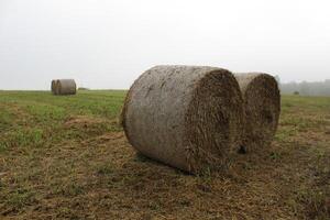 hay in round bales in the early morning in the meadow. Haymaking time photo
