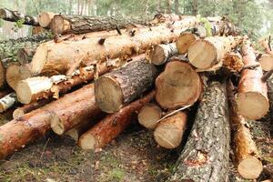 Close-up of logs. Background natural wood, bark, close-up.. Construction background photo