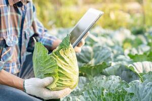 Farmers use the main data network in the internet agricultural technology, work on crop data analysis by tablet ,technology for plantation data link with internet make a good plant organic product photo
