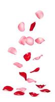 Softly falling red and pink rose petals, adding a romantic touch to any visual project photo