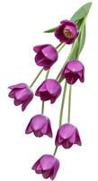Vibrant purple tulips with green stems arranged on a white background, symbolizing grace and royalty for seasonal decoration photo