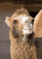 Portrait of a camel photo