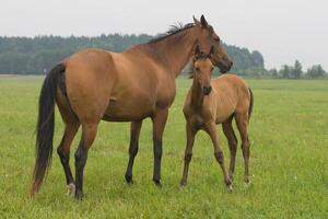 Horse with her foal in a meadow photo