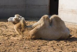 Camel in a zoo photo