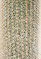 Cactus close up texture photo