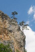 Pine trees on a cliff photo