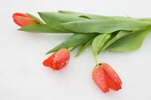 Three tulips on snow photo