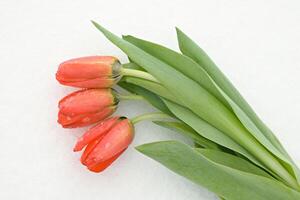 Tulips on snow photo