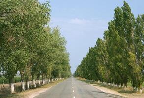 Road with trees photo