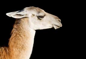Llama over black photo