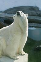 Polar bear in a zoo 3 photo