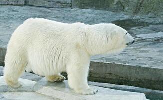 Polar bear in profile photo