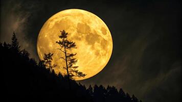 a full moon is seen over a tree in the dark sky photo