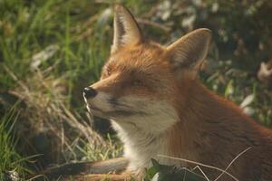 Red Fox Sniffing 06.03.25 photo