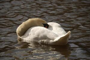 Mute Swan Sleeping 06.03.25 photo