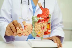 Digestive system with stomach and intestine, Asian doctor holding human anatomy model for study diagnosis and treatment in hos photo