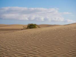 Sand dune in Maspalomas. Sand barkhan with a wavy pattern photo