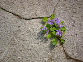 A violet flower breaks through a crack in the asphalt. The concept of strength and achieving goals photo
