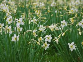 Blooming white daffodils narcissus in spring photo