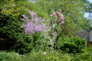 A small blooming magnolia tree photo