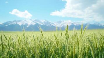 Close-up of barley against distant snow capped mountains. 15 photo