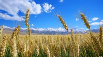 Close-up of barley against distant snow capped mountains. 14 photo