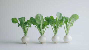 White radishes with green leaves, fresh and plump vegetables. 8 photo
