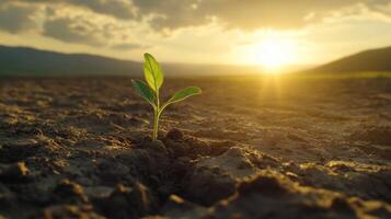 A small green sprout growing from the ground, in an empty field. 16 photo