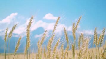 Close-up of barley against distant snow capped mountains. 13 photo