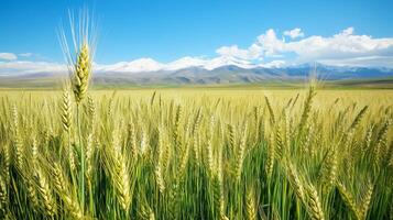 Close-up of barley against distant snow capped mountains. 12 photo
