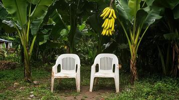 Two slightly worn white plastic chairs surround by a lush tropical setting with dense banana trees. 5 photo
