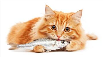 A cat with bright eyes, sitting upright while holding a shiny silver fish in its mouth. 16 photo