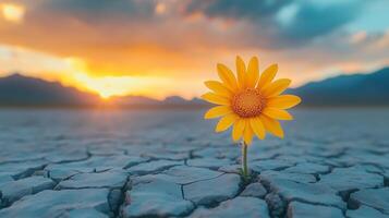 A single yellow flower growing in the cracked earth of an arid desert. 5 photo