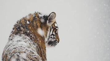 A tiger, in the midst of snow, with heavy snowfall. 14 photo