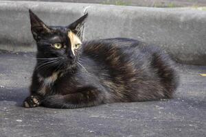 Black cat with beige spots is lying in the street looking to the right photo