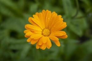 Orange daisy with blurred green leaves in background. Calendula. photo