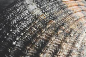 A brown seashell macro shot as a natural background, shallow DOF photo