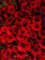 A burst of red flowers creates a striking display in this lush garden setting, natural background photo