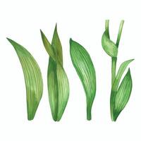 Set of watercolor illustrations. Leaves, flower stems, green with dark veins. All objects are hand-drawn with watercolor. Watercolor illustration. For printing on fabric, paper, for design vector
