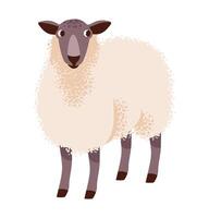 illustration of a fluffy sheep. Flat design of a lamb. Isolated farm animal is ideal for agricultural themes, livestock industry graphics, and ecological content. vector
