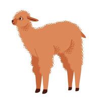 Alpaca isolated on white background, with fluffy wool and a playful expression. Domestic herd animal. Flat illustration. vector