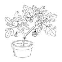 Fig Tree Line Art Illustration vector