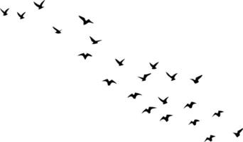 Flock of Birds Silhouettes Flying in Formation, Minimalist Black on White Background vector