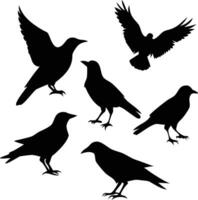 Crows Silhouette Set, Flying Raven on Transparent Background vector